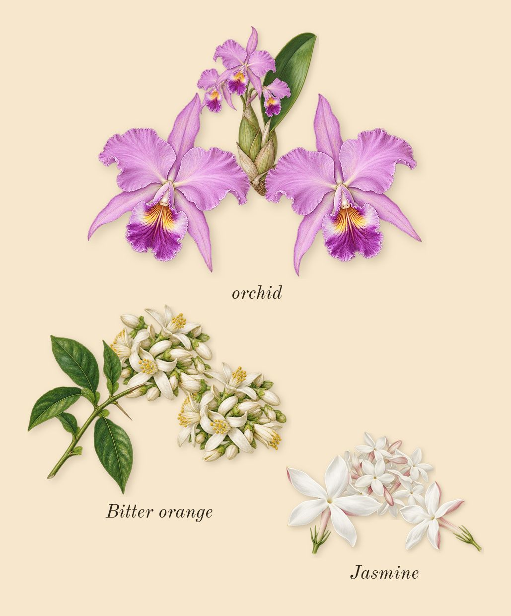 Libre, heart: Jasmine, orchid, Bitter orange