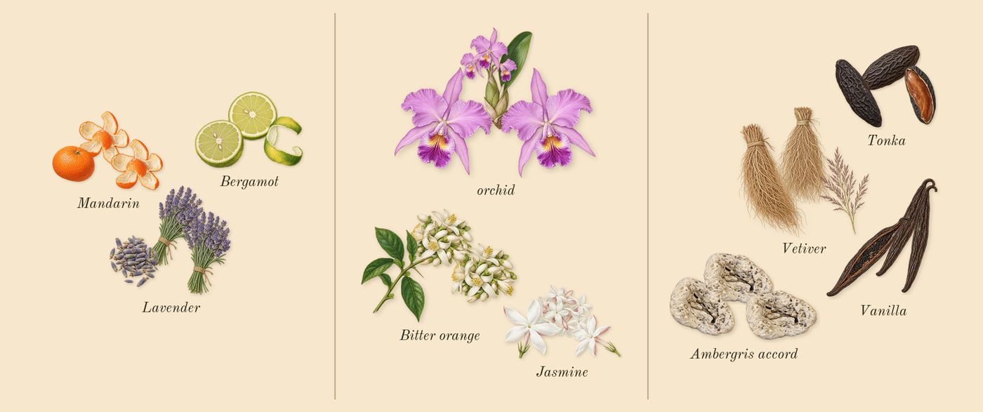 Libre’s scent picture, a draft: mandarin, bergamot, lavender, jasmine, orchid, bitter orange drawn so far; dashed outlines where nothing is drawn yet