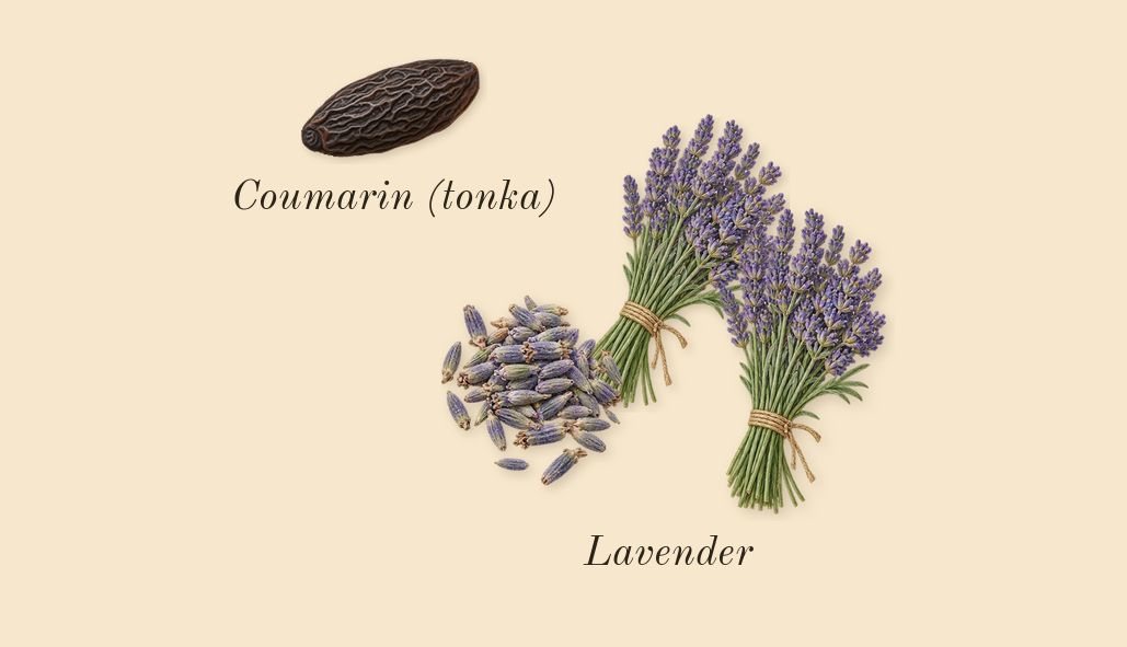 Libre L'Eau Nue Parfum de Peau, dry-down: Lavender, Coumarin (tonka)