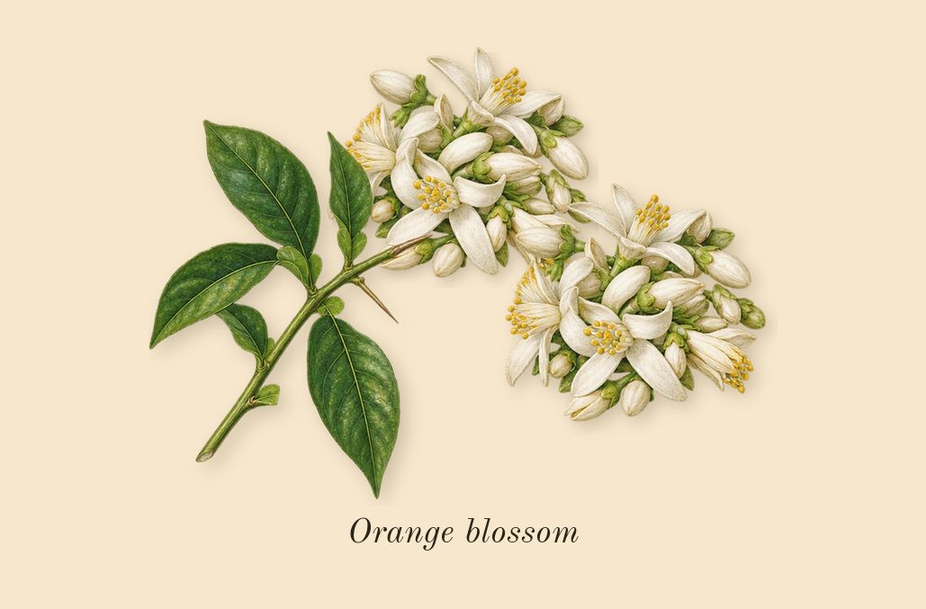 Libre L'Eau Nue Parfum de Peau, heart: Orange blossom