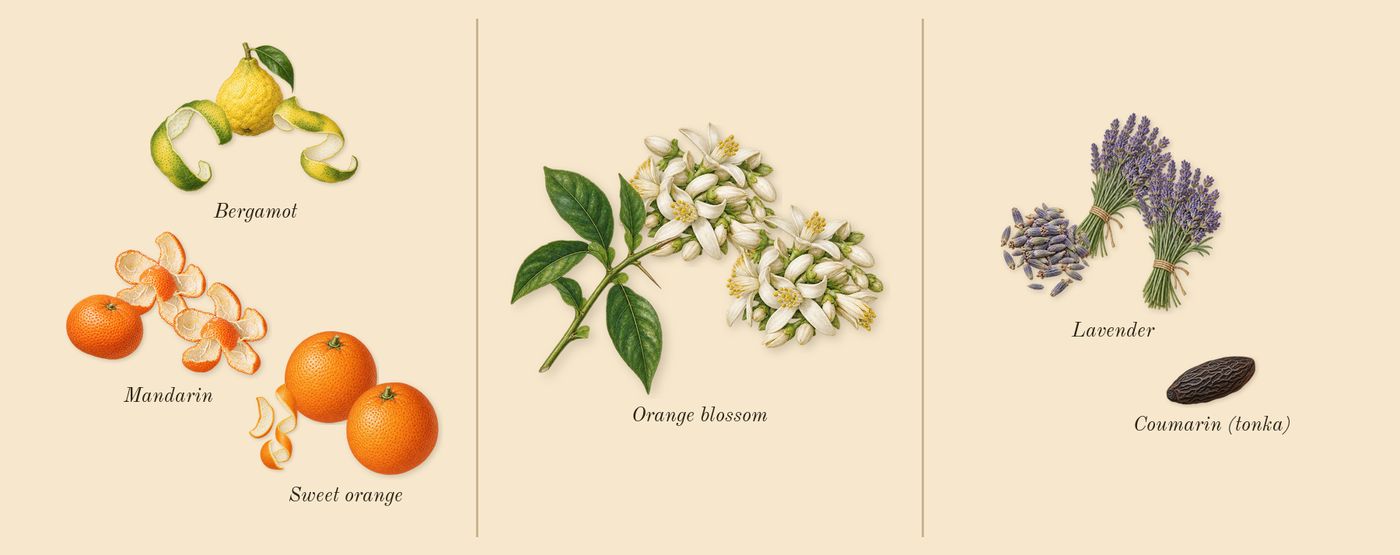 Libre L'Eau Nue Parfum de Peau’s scent picture, a draft: mandarin, bergamot, orange blossom, lavender, sweet orange, coumarin (tonka) drawn so far; dashed outlines where nothing is drawn yet