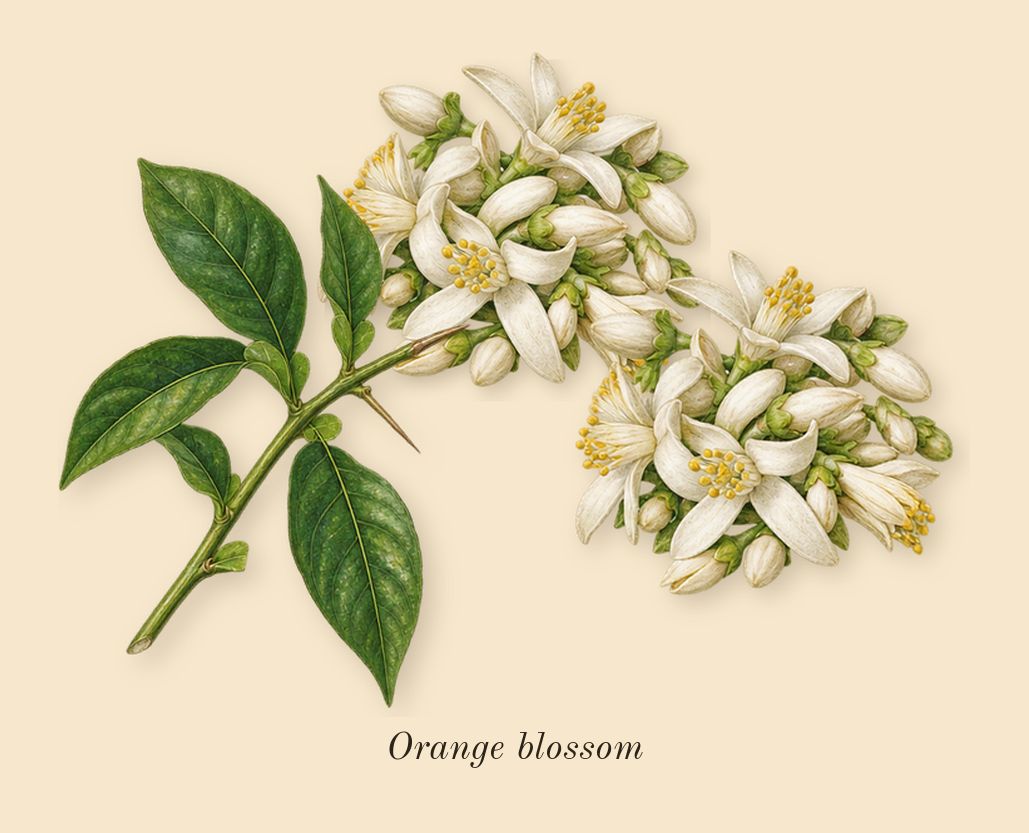Libre Santal Couture, heart: Orange blossom