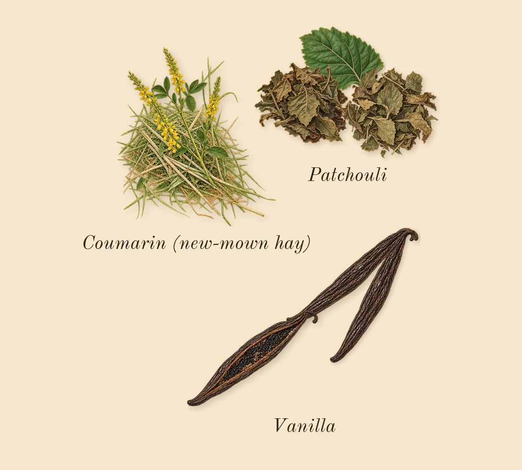 Libre Vanille Couture, dry-down: Vanilla, Patchouli, Coumarin (new-mown hay)