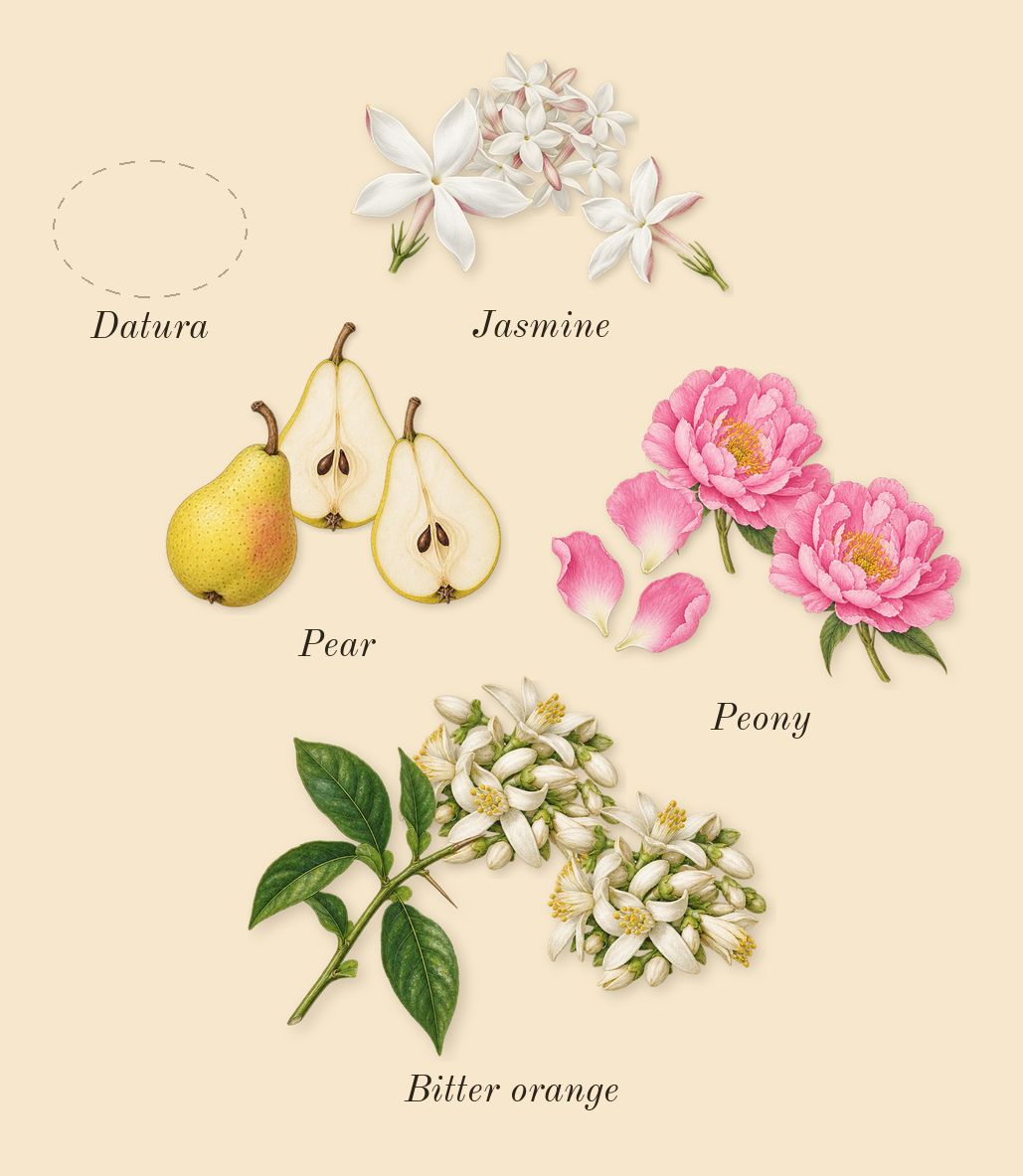 Mon Paris, heart: Pear, Bitter orange, Jasmine, Peony, Datura