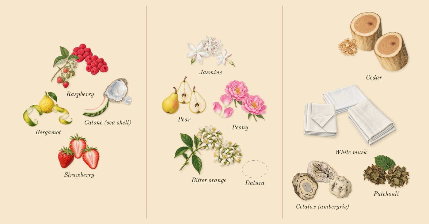 Mon Paris’s scent picture, a draft: strawberry, raspberry, bergamot, calone (sea shell), pear, bitter orange drawn so far; dashed outlines where nothing is drawn yet