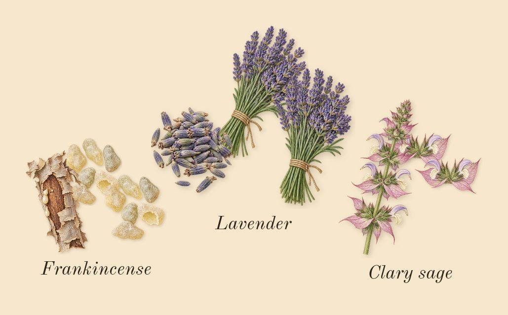 Muse, top notes: Frankincense, Lavender, Clary sage