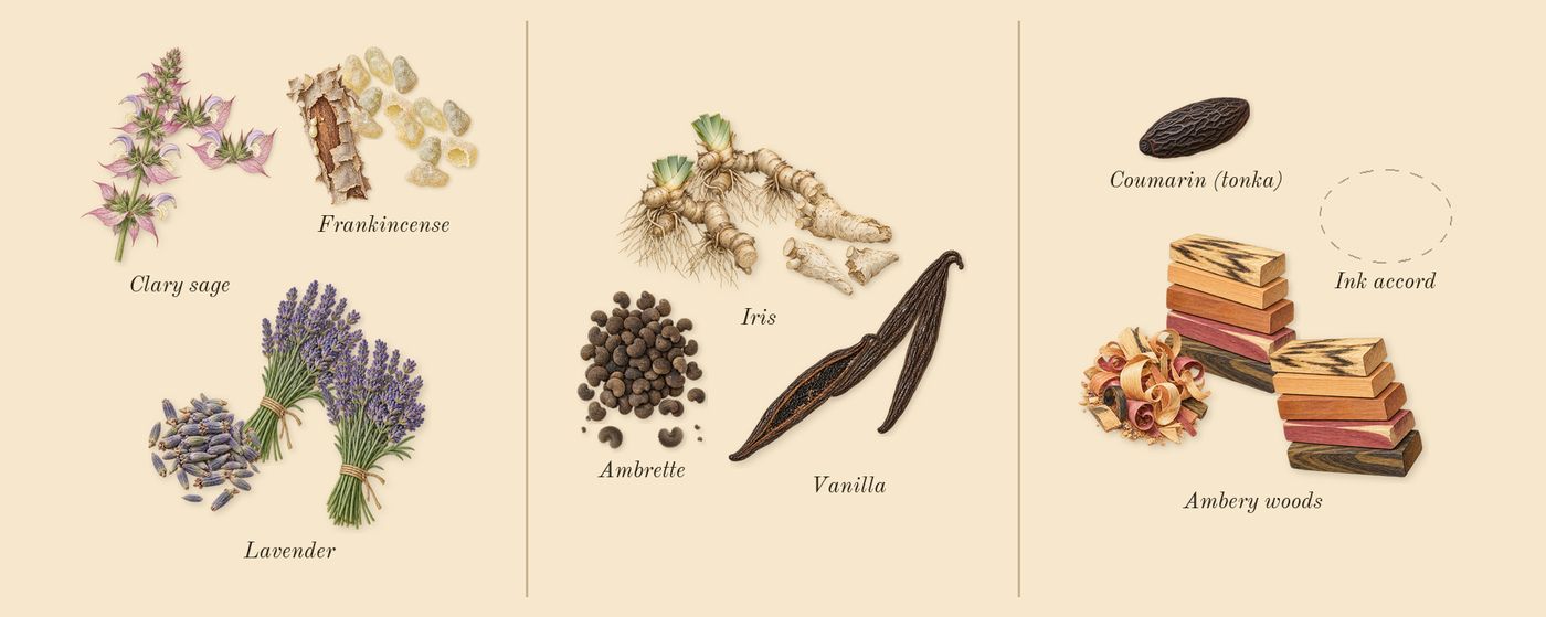 Muse’s scent picture, a draft: frankincense, lavender, clary sage, iris, ambrette, vanilla drawn so far; dashed outlines where nothing is drawn yet