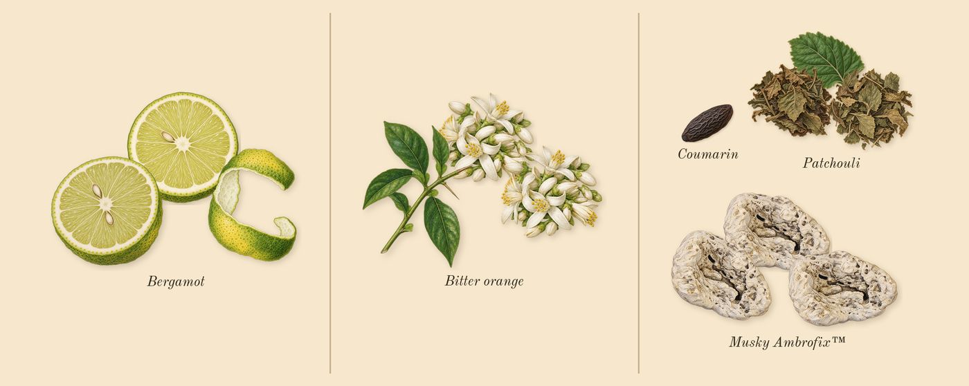 MYSLF’s scent picture, a draft: bitter orange, bergamot, patchouli, musky ambrofix™, coumarin drawn so far; dashed outlines where nothing is drawn yet