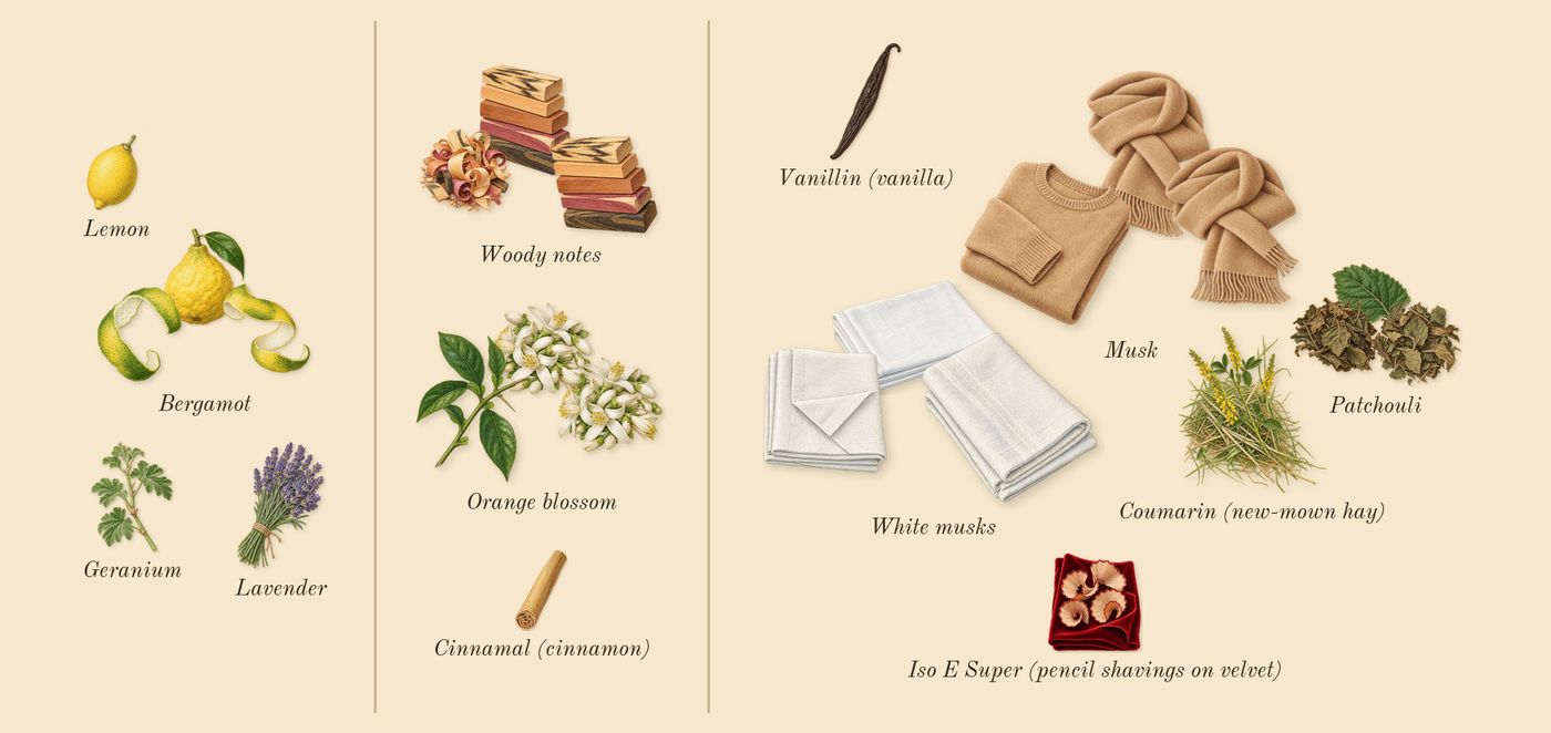 MYSLF Intense’s scent picture, a draft: bergamot, orange blossom, woody notes, white musks, musk, patchouli drawn so far; dashed outlines where nothing is drawn yet