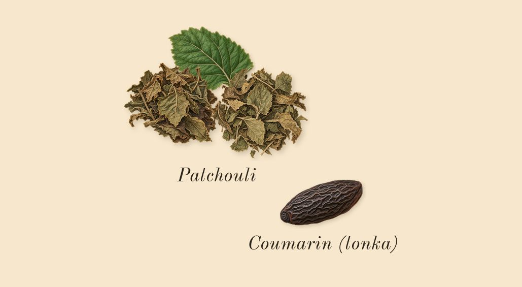 MYSLF L'Absolu, dry-down: Patchouli, Coumarin (tonka)