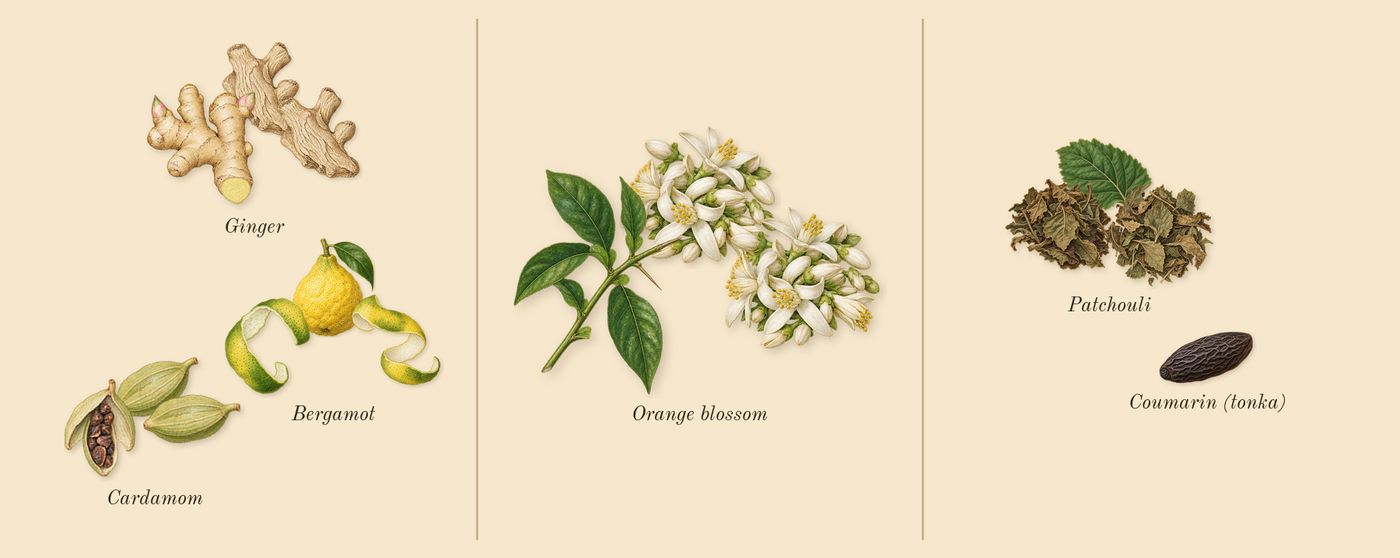 MYSLF L'Absolu’s scent picture, a draft: bergamot, ginger, cardamom, orange blossom, patchouli, coumarin (tonka) drawn so far; dashed outlines where nothing is drawn yet
