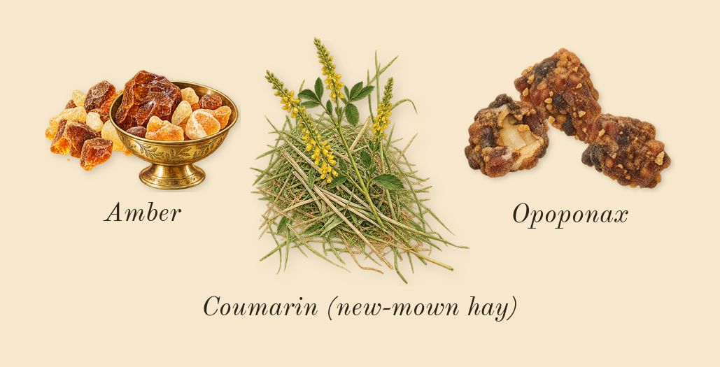 Opium, dry-down: Amber, Opoponax, Coumarin (new-mown hay)