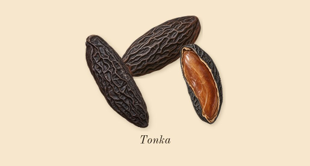 Y, dry-down: Tonka