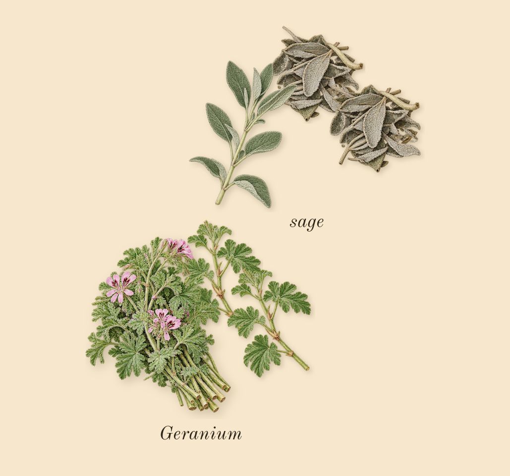Y, top notes: sage, Geranium