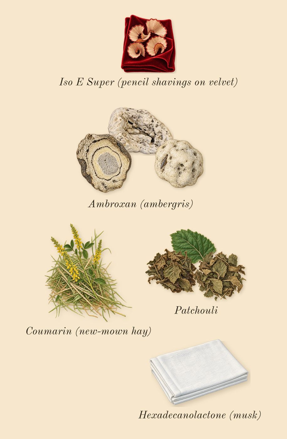 Y Iced Cologne, dry-down: Ambroxan (ambergris), Patchouli, Iso E Super (pencil shavings on velvet), Coumarin (new-mown hay), Hexadecanolactone (musk)