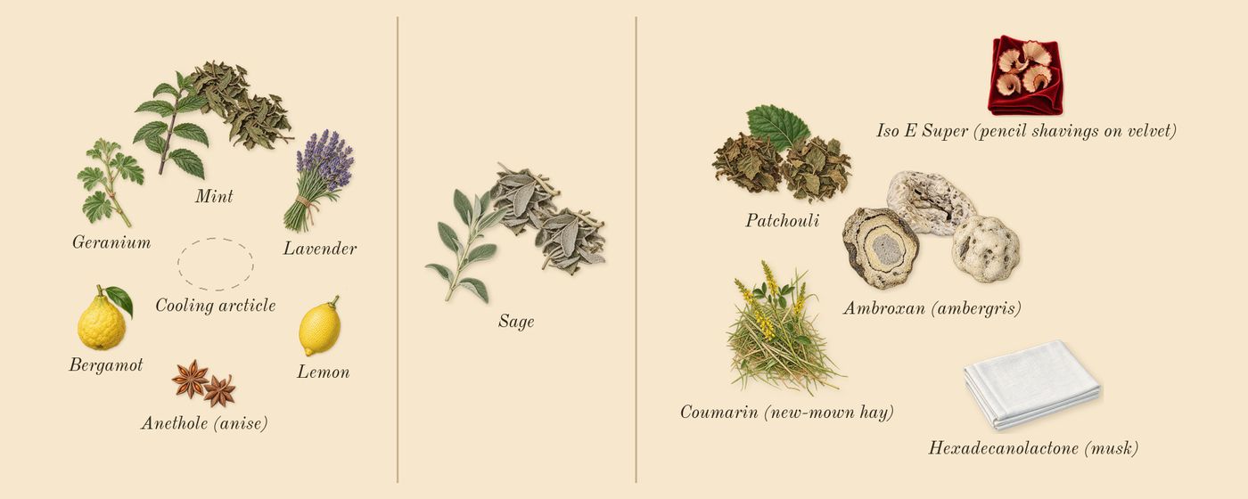 Y Iced Cologne’s scent picture, a draft: mint, sage, ambroxan (ambergris), patchouli, bergamot, lemon drawn so far; dashed outlines where nothing is drawn yet