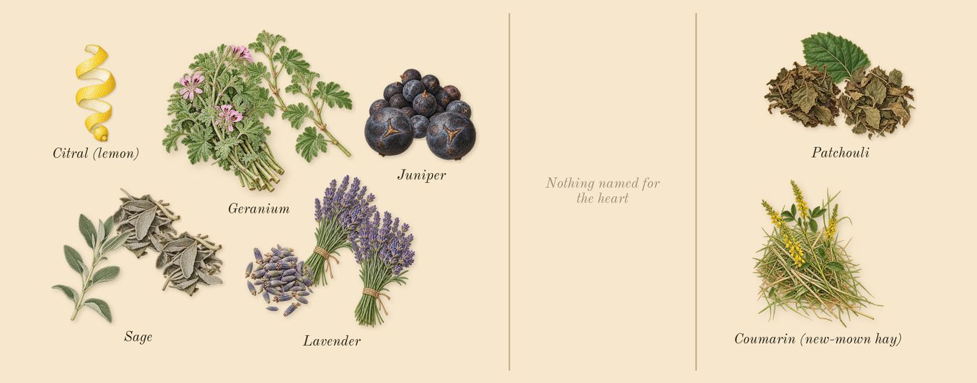 Y Intense’s scent picture, a draft: juniper, lavender, patchouli, sage, geranium, coumarin (new-mown hay) drawn so far; dashed outlines where nothing is drawn yet