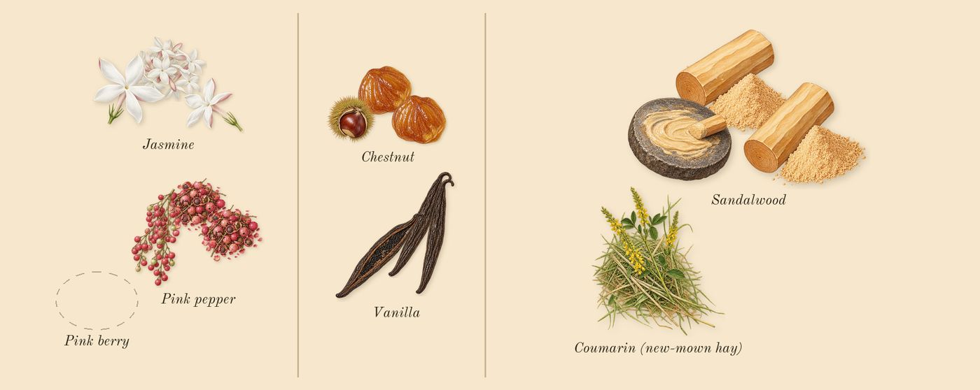 This Is Her!’s scent picture, a draft: jasmine, chestnut, vanilla, sandalwood, pink pepper, coumarin (new-mown hay) drawn so far; dashed outlines where nothing is drawn yet
