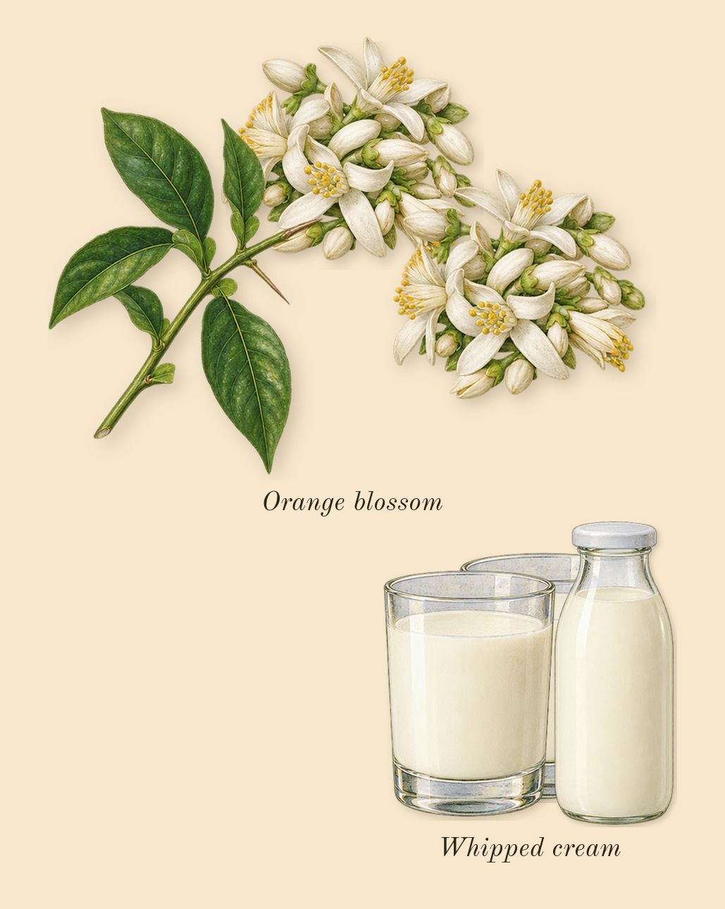 Zadig, heart: Orange blossom, Whipped cream