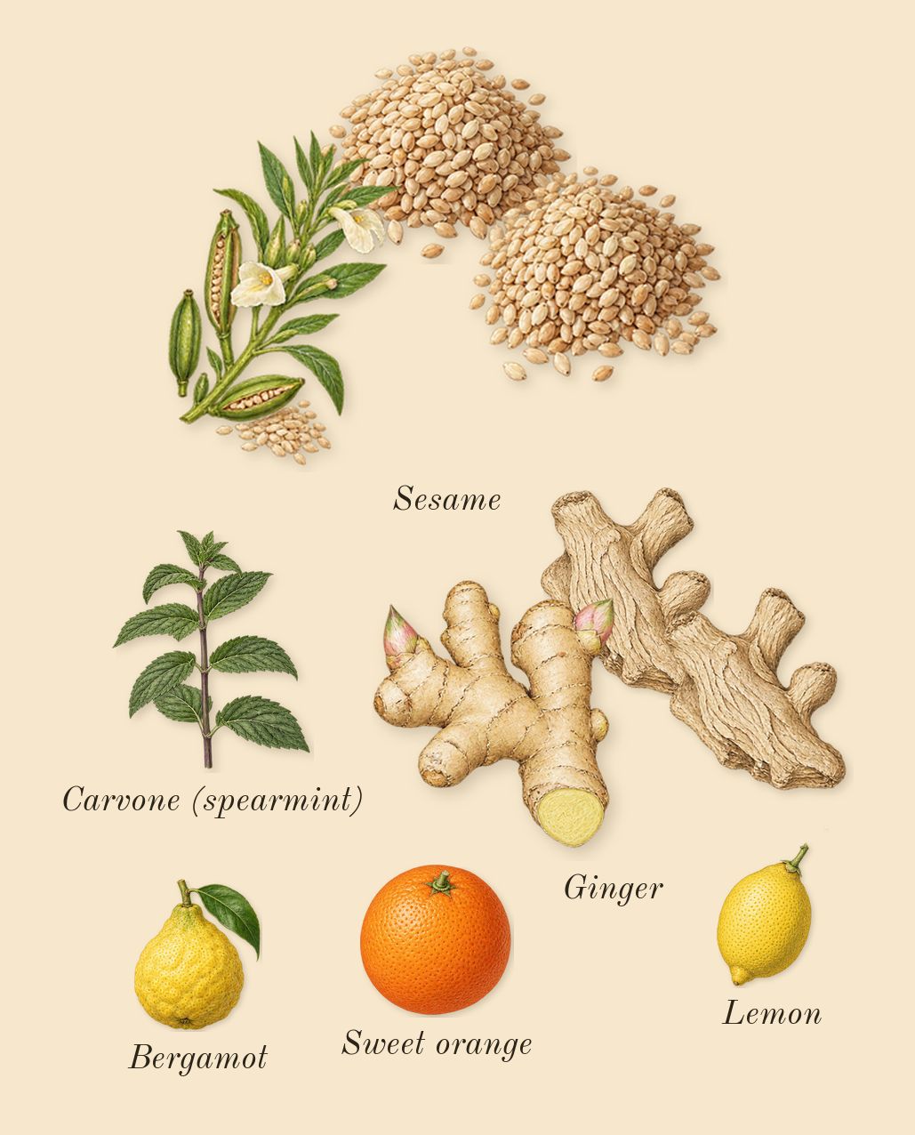 Zadig, top notes: Sesame, Ginger, Bergamot, Sweet orange, Lemon, Carvone (spearmint)