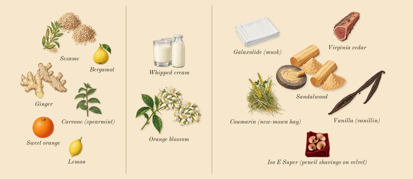 Zadig’s scent picture, a draft: sesame, orange blossom, vanilla (vanillin), sandalwood, ginger, whipped cream drawn so far; dashed outlines where nothing is drawn yet
