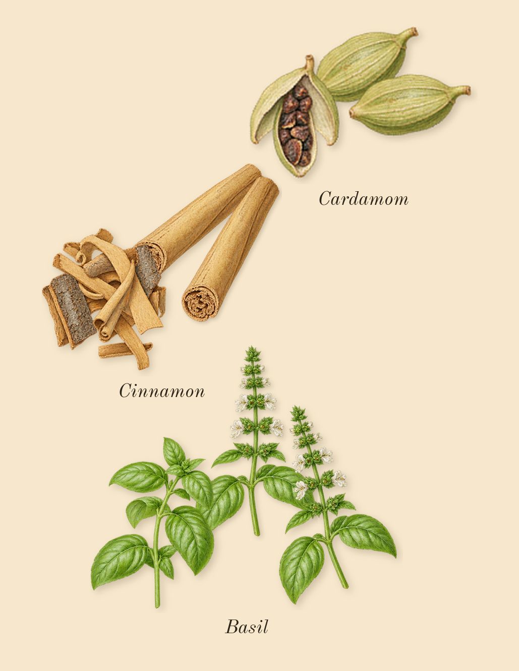 Reverie Aqua, top notes: Cardamom, Cinnamon, Basil